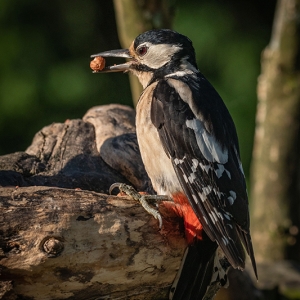 Redwell   25 05 2020   D500   Les 17.jpg